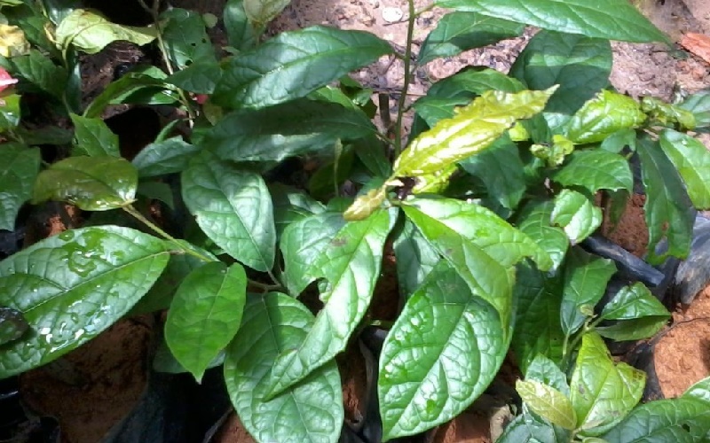 Cây xạ đen – "Thần dược" vùng núi Hòa Bình với khả năng hỗ trợ ức chế khối u và giải độc cơ thể.