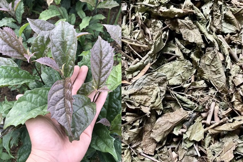 Sự kết hợp giữa lá và thân xạ đen khô giúp tối ưu hóa hàm lượng Flavonoid và Quinone trong nước uống.